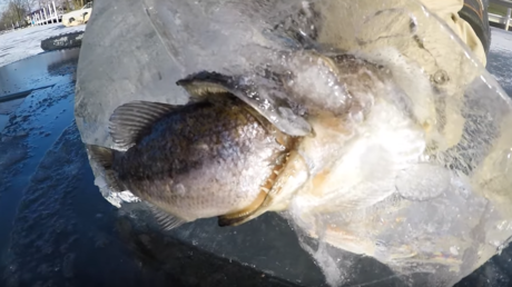 VIDEO: Un lucio congelado en pleno 'almuerzo' se hace viral en las redes