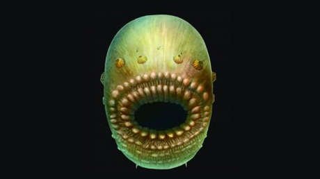 Revelan una criatura sin ano que pudo ser el 'tatarabuelo' del ser humano