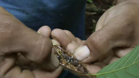 El árbol y la hormiga: ¿Qué son los "jardines del diablo"?