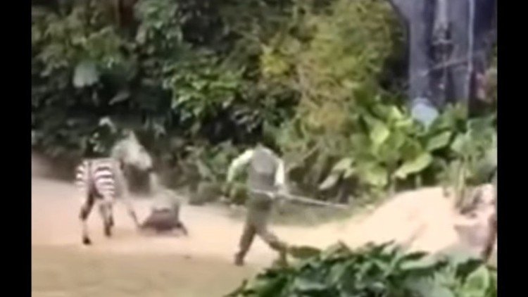 Una cebra ataca a su cuidador y lo arrastra por unos arbustos
