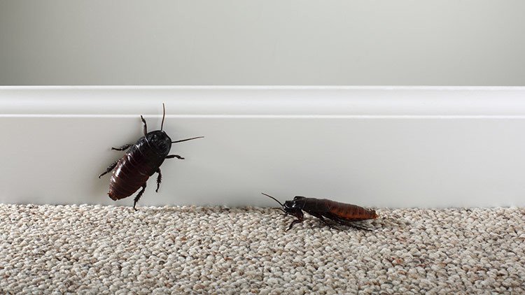 FUERTE VIDEO: Extraen una cucaracha viva de la cabeza de una mujer