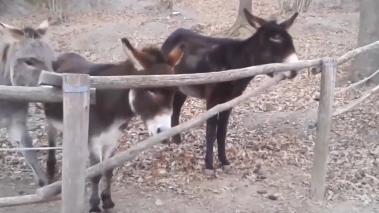 Este burro no tiene nada de 'burro'