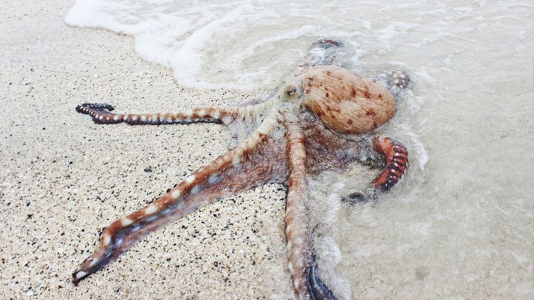 Científicos: los pulpos tienen un ADN "extraterrestre"