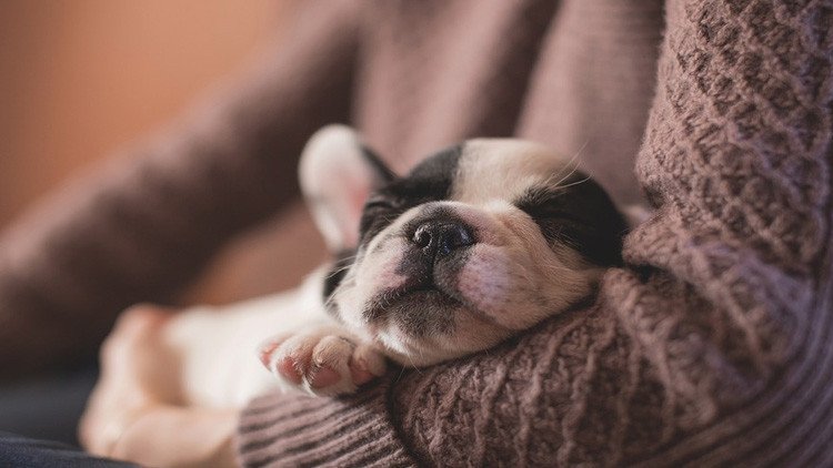 ¿Duerme poco? Descubra cómo sobrevivir en una constante falta de sueño