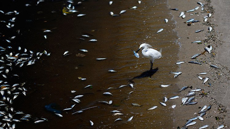 Científicos dan la voz de alarma: 'Zonas muertas' aparecen en los océanos