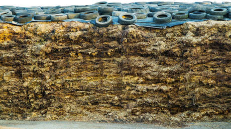 'Muro de estiércol': Google Maps, testigo de una disputa vecinal de mal gusto en Canadá