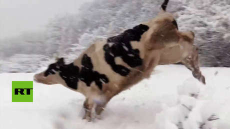 Las vacas se alegran al ver la nieve por primera vez