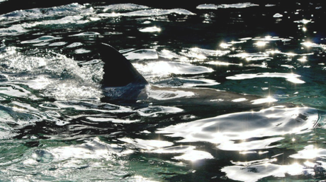 FOTO: Descubren una nueva especie de tiburón fantasma con dientes de conejo 