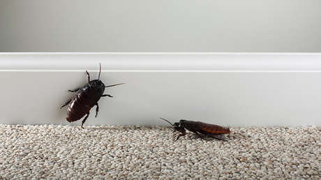 FUERTE VIDEO: Extraen una cucaracha viva de la cabeza de una mujer