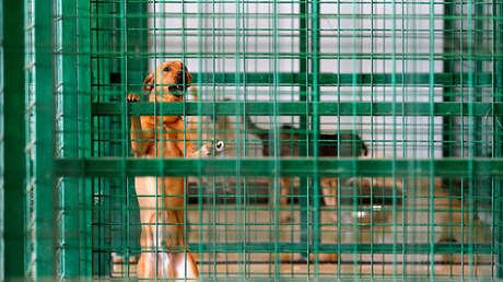 La veterinaria que se suicidó con un fármaco usado en la eutanasia de perros y cambió la legislación