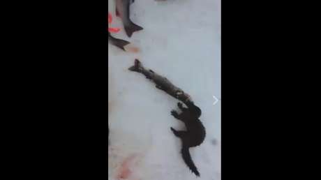 Un visón quería robar un pez a un pescador canadiense, pero sobrestimó sus fuerzas