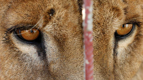 FUERTES IMÁGENES desde el 'Zoo de la Muerte'