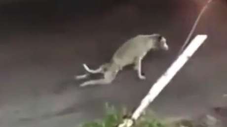 ¿Un perro 'trolea' a los conductores fingiendo un atropello?