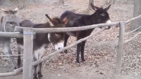 Este burro no tiene nada de 'burro'