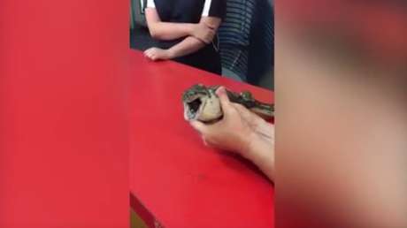 Una serpiente se traga una bola de tenis y esta mujer la recupera de la forma más inesperada (18+)