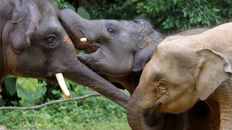 China: Elefantes salvajes 'invaden' un pueblo en busca de comida (VIDEO)