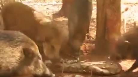 La venganza de los jabalíes: despedazan a una pitón que se comió a un jabato