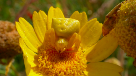 ¿Cómo perciben el mundo los animales? Con una nueva 'app' ya es posible saberlo