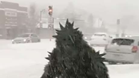 Un 'hombre-marihuana' aparece inesperadamente en una transmisión en directo