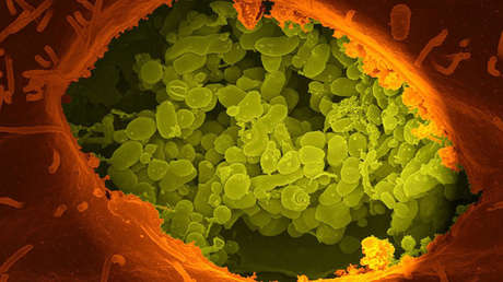 Revelan cómo incide la humanidad en los códigos genéticos de todos los seres vivos del planeta