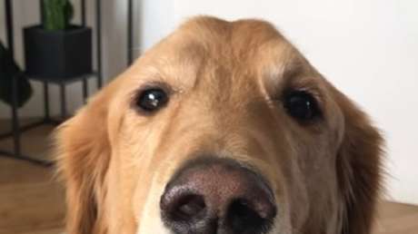 "Por mucho que me lo pidas no ladraré"