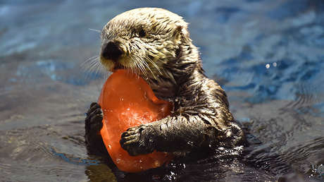 Más allá de la política: Los curiosos momentos del mundo animal que querrá ver una y otra vez