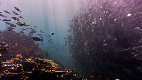 Avistamientos inexplicables de este pez alimentan temores de terremoto en Filipinas (FOTOS)