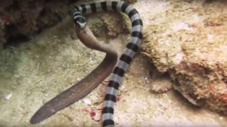 ¡Buen apetito!: serpiente marina se traga una morena de su tamaño