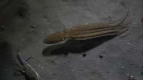 Final inesperado para una pelea entre un pulpo y un cangrejo