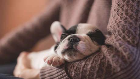 ¿Duerme poco? Descubra cómo sobrevivir en una constante falta de sueño