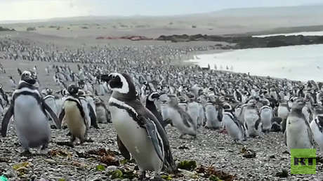 VIDEO: Más de un millón de pingüinos inundan las costas argentinas en un  'viaje de placer'