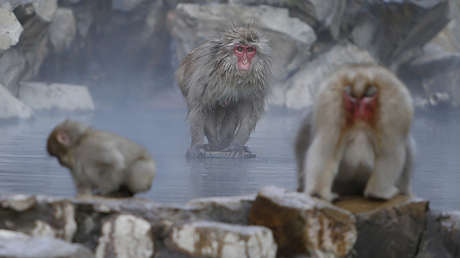 Sacrifican a 57 macacos por llevar "genes raros"