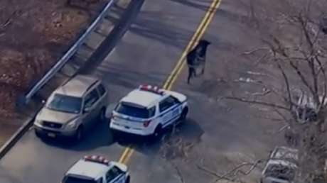 La policía persigue a una vaca por el barrio de Queens, Nueva York