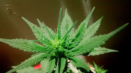 Congresista teme que ingresen armas nucleares a EE.UU. "camuflándolas en paquetes de marihuana"