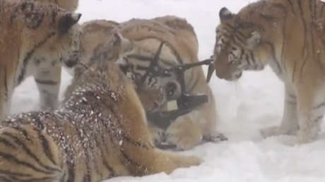 La triste verdad que podría ocultarse detrás del video viral de los tigres que persiguen a un dron