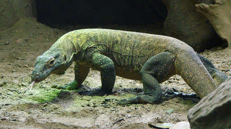 La sangre de estos 'dragones' podría destruir la resistencia a los antibióticos