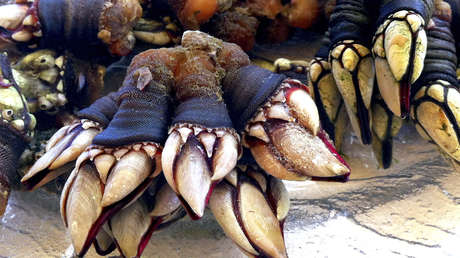 ¿Se atrevería a comer esto?: Siete comidas populares en España, pero muy raras para los extranjeros