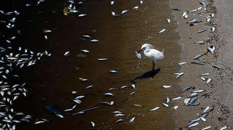 Científicos dan la voz de alarma: 'Zonas muertas' aparecen en los océanos