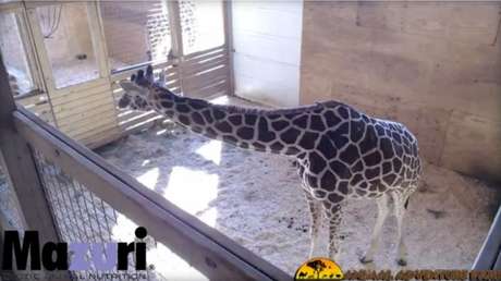 Más de 30 millones de personas observan durante varios días en vivo a una jirafa enjaulada