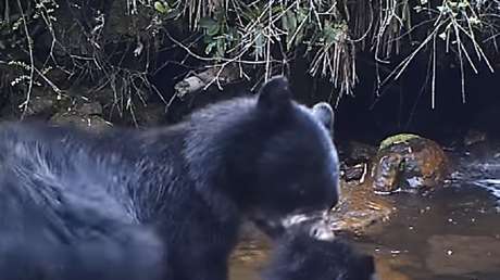 Un osezno temeroso se niega a cruzar un río