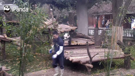 Este pequeño panda exige cariño a su cuidador y no se da por vencido
