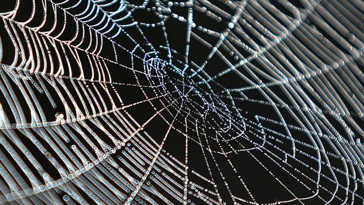 Mientras tanto, en Australia: descubren un aterrador nido de arañas (VIDEO)