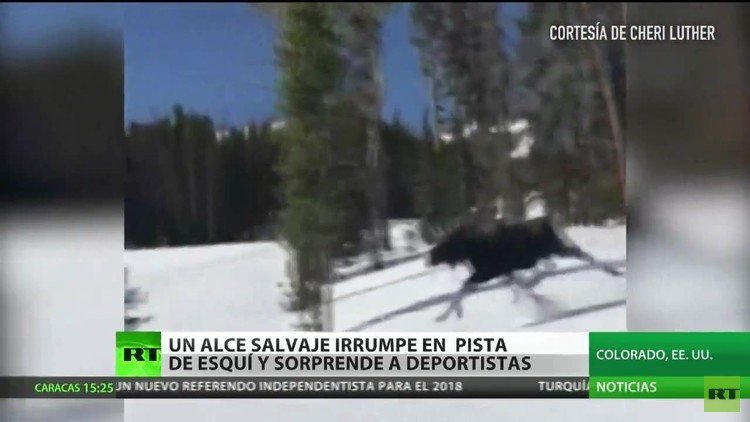 Un alce asusta a una deportista en una pista de 'snowboard'