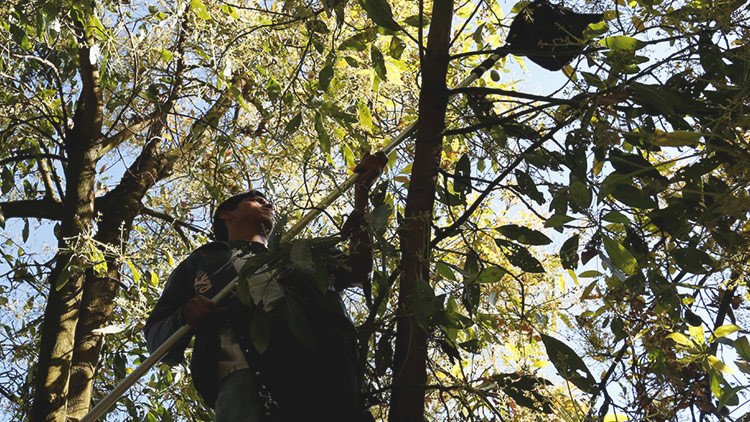 Caltzontzin: la represión contra indígenas en México de la que nadie está hablando