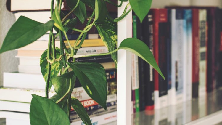 Video: Una planta se marchita en 30 segundos al no soportar palabras de un politólogo