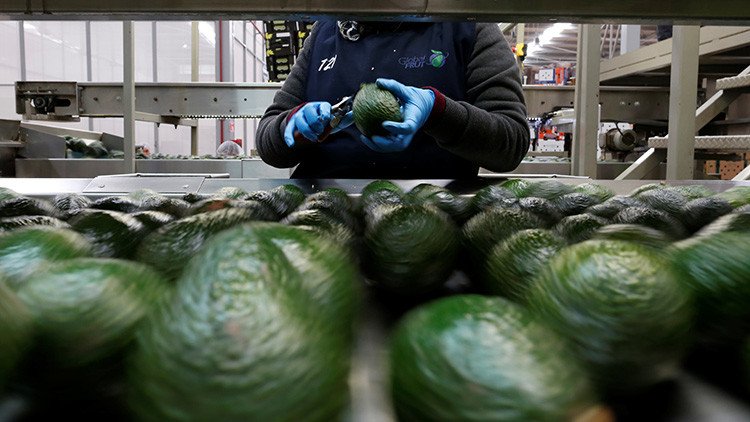 México, sacudido por la fiebre del 'oro verde'