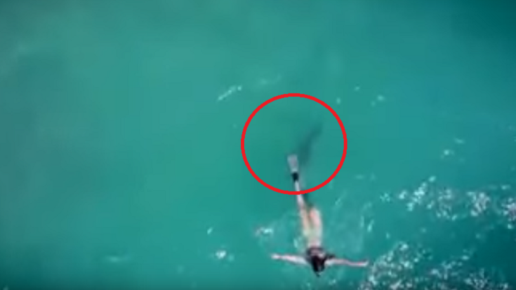 Graba a su novia buceando… y el terrible momento en que casi la zampa un tiburón