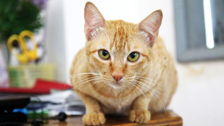 ¿Egoísmo o afecto? Revelan la verdadera actitud de los gatos hacia los humanos