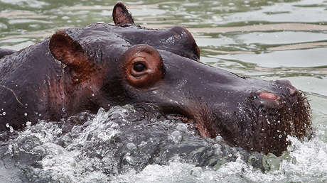 El hipopótamo Gustavito no murió a causa de un ataque criminal