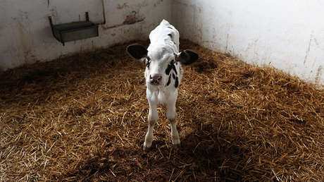 Video espeluznante: Una pieza de carne fresca 'tiembla' en la carnicería
